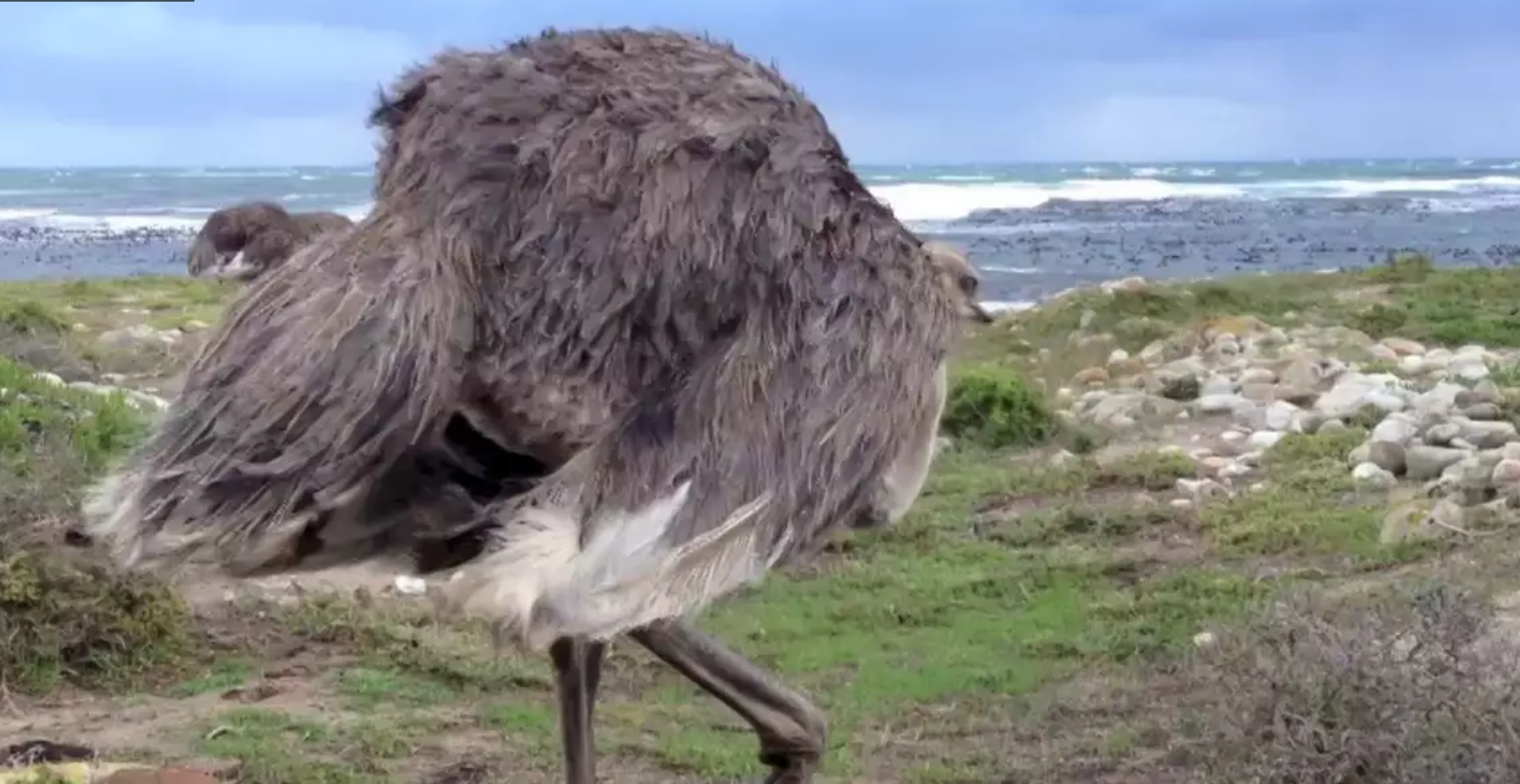 Pour me faire rêver… Quelques vidéos de l&rsquo;Afrique du Sud!